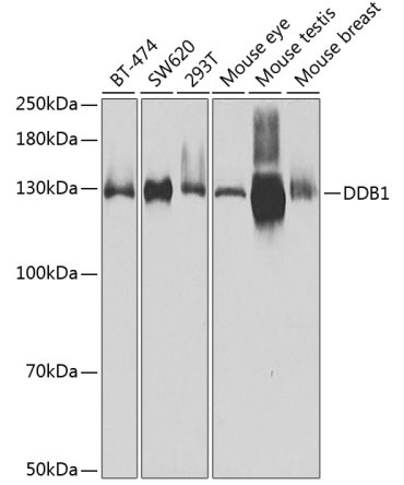DDB1 Rabbit Polyclonal Antibody