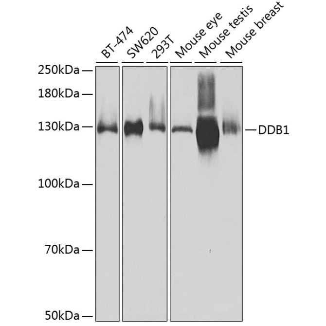 DDB1 Rabbit Polyclonal Antibody
