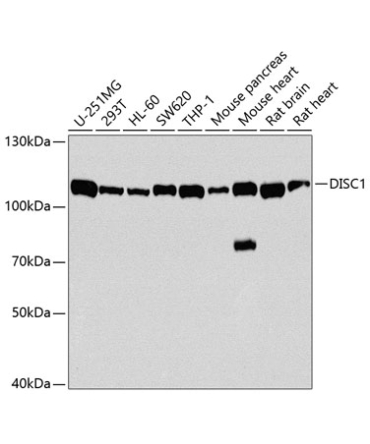DISC1 Rabbit Polyclonal Antibody