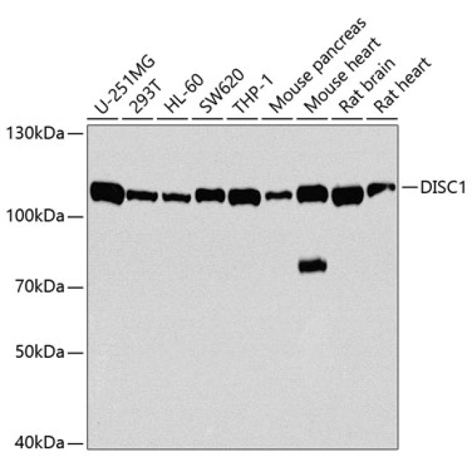 DISC1 Rabbit Polyclonal Antibody