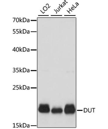DUT Rabbit Polyclonal Antibody