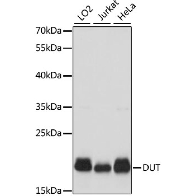 DUT Rabbit Polyclonal Antibody