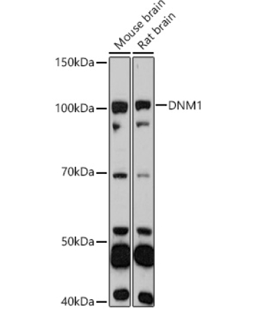 DNM1 Rabbit Polyclonal Antibody