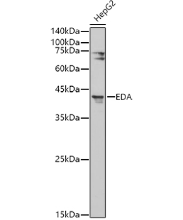 EDA Rabbit Polyclonal Antibody