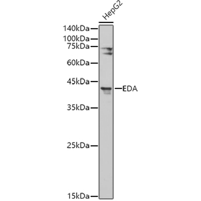 EDA Rabbit Polyclonal Antibody