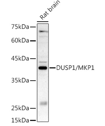 DUSP1/MKP1 Rabbit Polyclonal Antibody