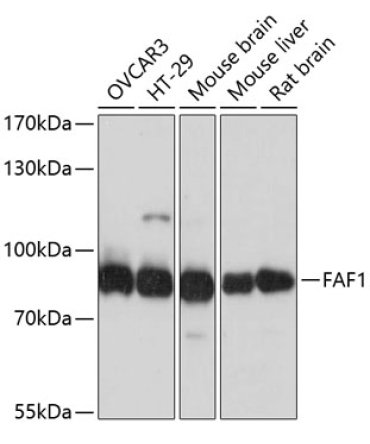 FAF1 Rabbit Polyclonal Antibody