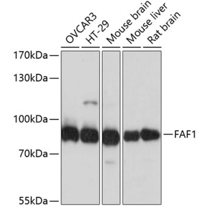 FAF1 Rabbit Polyclonal Antibody