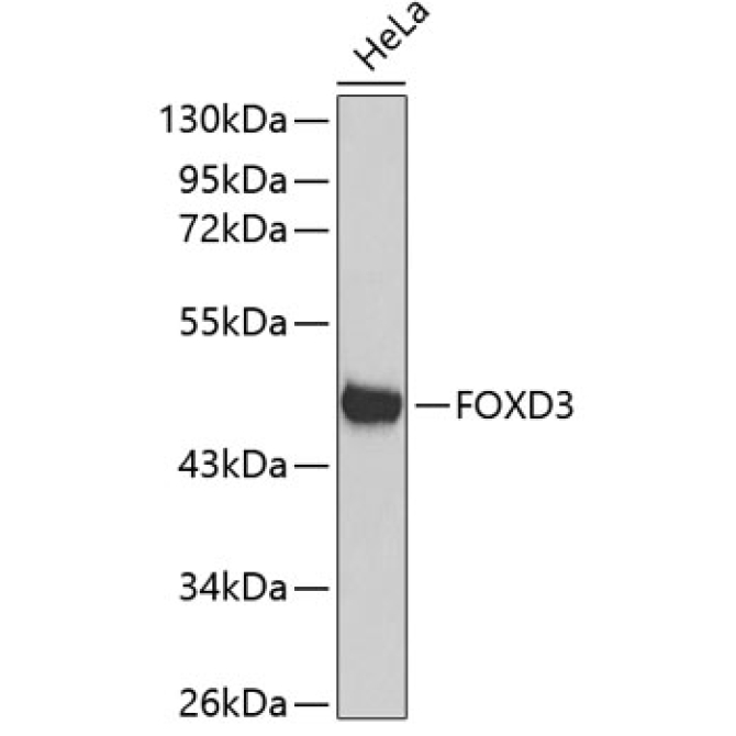 FOXD3 Rabbit Polyclonal Antibody