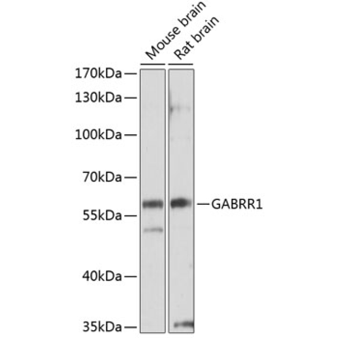 GABRR1 Rabbit Polyclonal Antibody