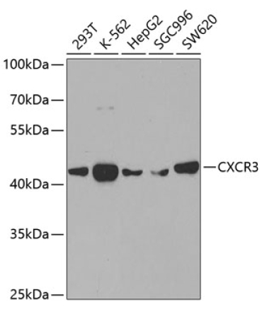 CXCR3 Rabbit Polyclonal Antibody