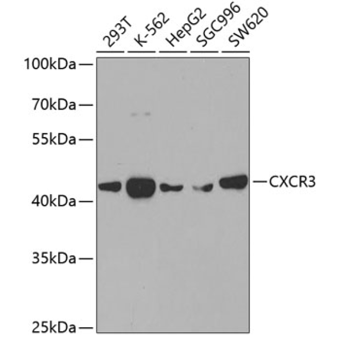 CXCR3 Rabbit Polyclonal Antibody