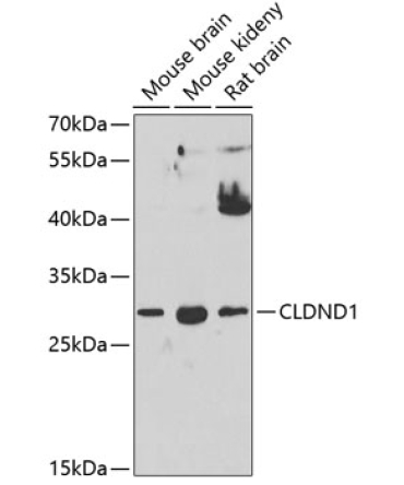 CLDND1 Rabbit Polyclonal Antibody
