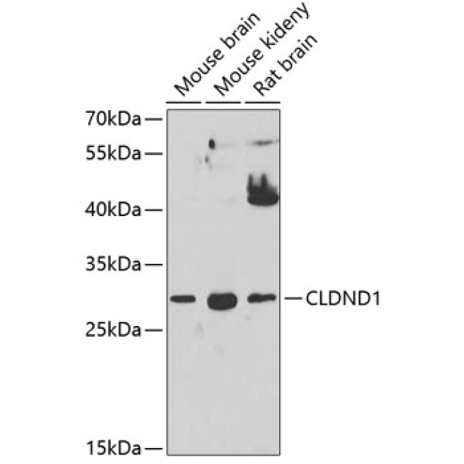 CLDND1 Rabbit Polyclonal Antibody