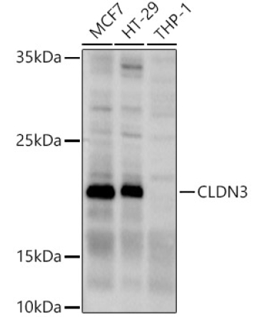 CLDN3 Rabbit Polyclonal Antibody