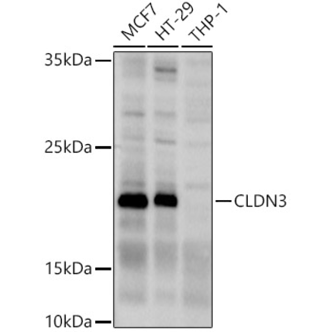 CLDN3 Rabbit Polyclonal Antibody