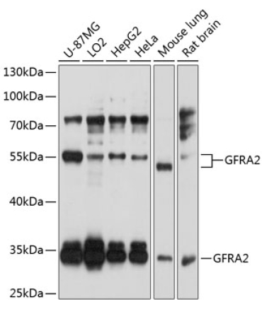 GFRA2 Rabbit Polyclonal Antibody