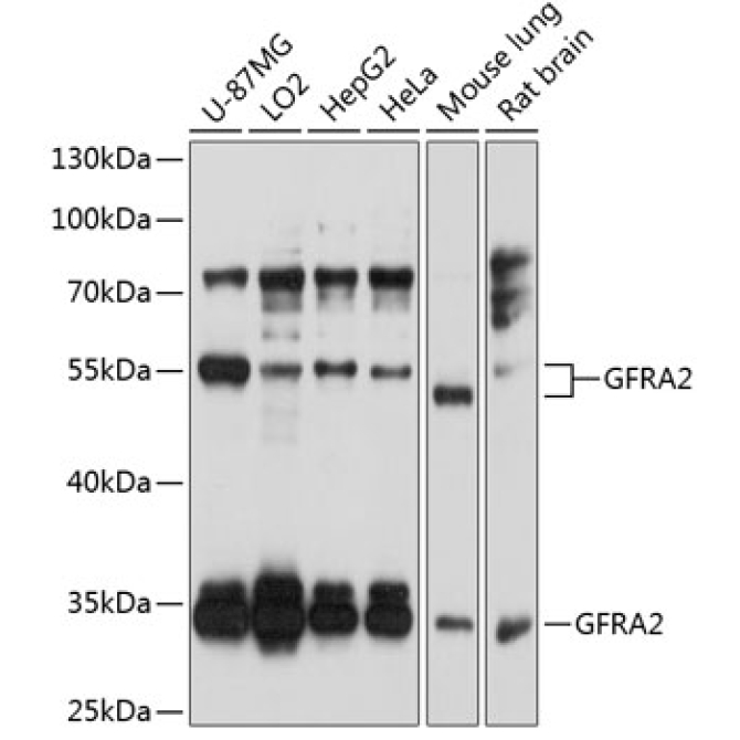 GFRA2 Rabbit Polyclonal Antibody