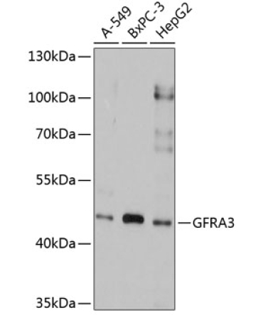 GFRA3 Rabbit Polyclonal Antibody