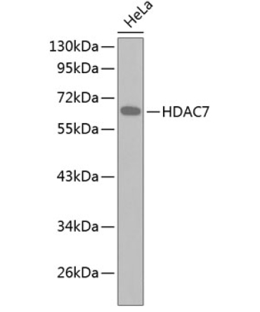 HDAC7 Rabbit Polyclonal Antibody