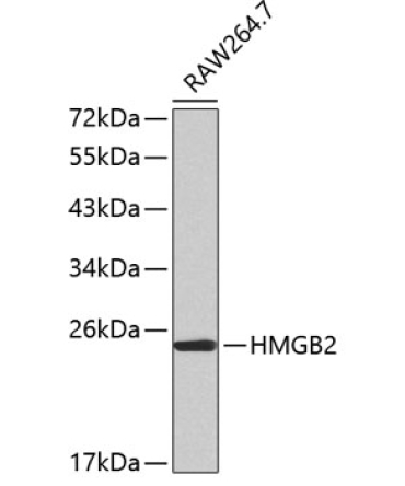 HMGB2 Rabbit Polyclonal Antibody