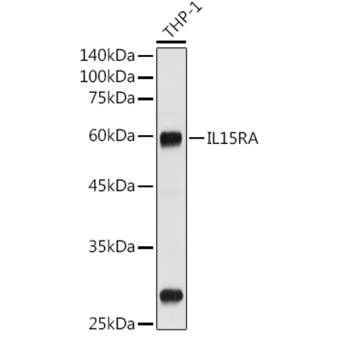 CD215/IL-15R alpha Rabbit Polyclonal Antibody