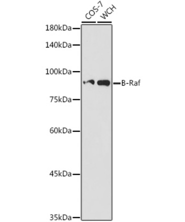 B-Raf Rabbit Polyclonal Antibody