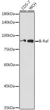 B-Raf Rabbit Polyclonal Antibody