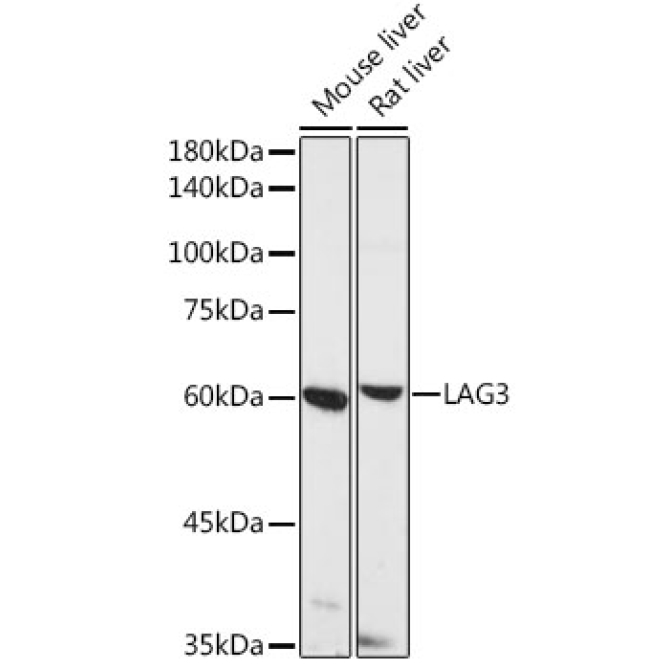 LAG3 Rabbit Polyclonal Antibody