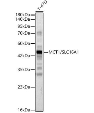 MCT1/SLC16A1 Rabbit Polyclonal Antibody