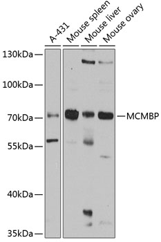 MCMBP Rabbit Polyclonal Antibody