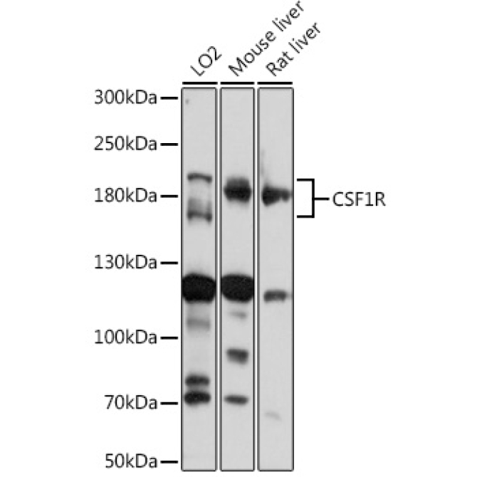CD115/CSF-1R Rabbit Polyclonal Antibody