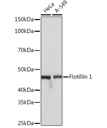 Flotillin 1 Rabbit Monoclonal Antibody