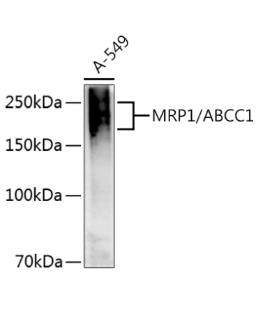 MRP1/ABCC1 Rabbit Polyclonal Antibody