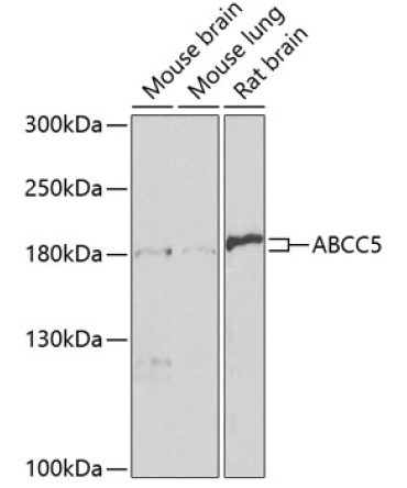 ABCC5 Rabbit Polyclonal Antibody