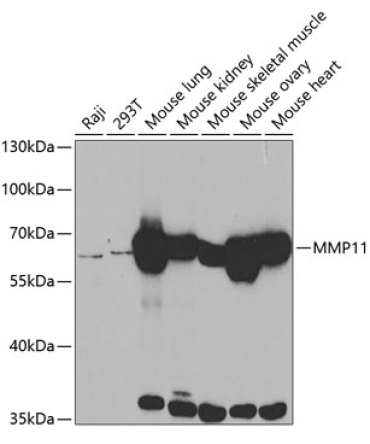 MMP11 Rabbit Polyclonal Antibody