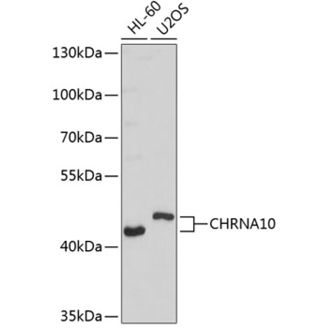 CHRNA10 Rabbit Polyclonal Antibody