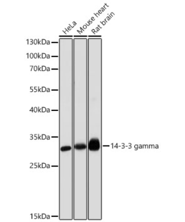 14-3-3 gamma Rabbit Polyclonal Antibody