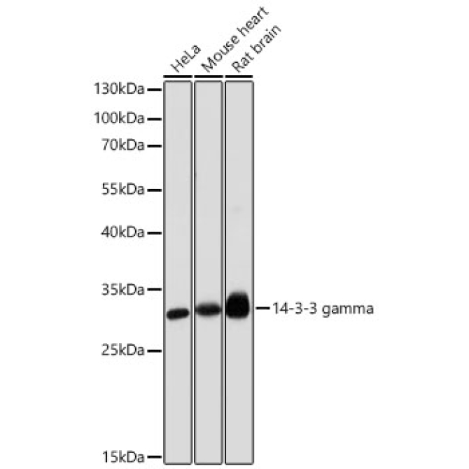 14-3-3 gamma Rabbit Polyclonal Antibody