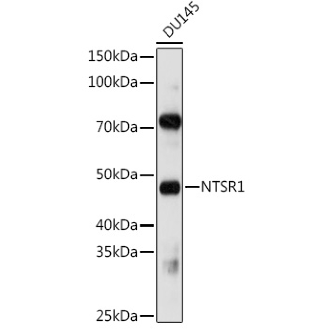NTSR1 Rabbit Polyclonal Antibody