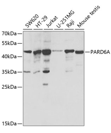 PARD6A Rabbit Polyclonal Antibody