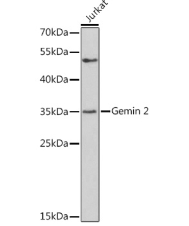 Gemin 2 Rabbit Polyclonal Antibody