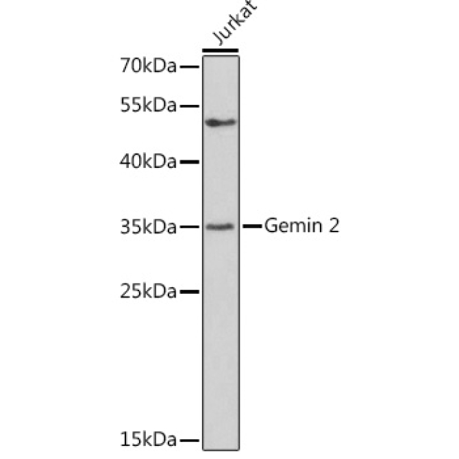 Gemin 2 Rabbit Polyclonal Antibody
