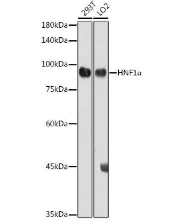 HNF1Alpha Rabbit Polyclonal Antibody