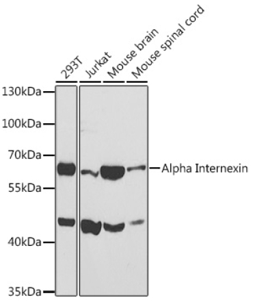 Alpha Internexin Rabbit Polyclonal Antibody