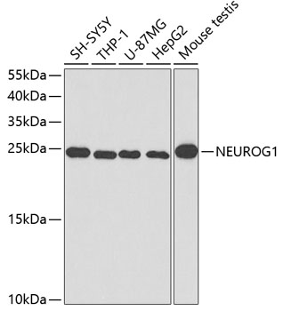 NEUROG1 Rabbit Polyclonal Antibody