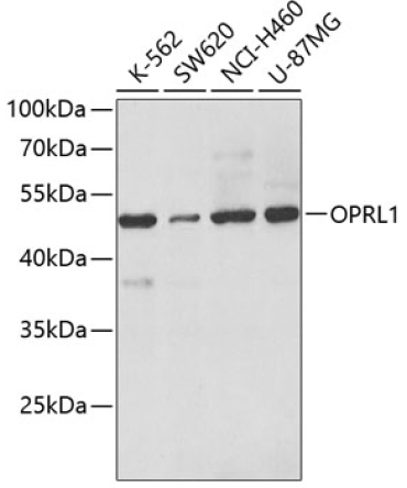 OPRL1 Rabbit Polyclonal Antibody