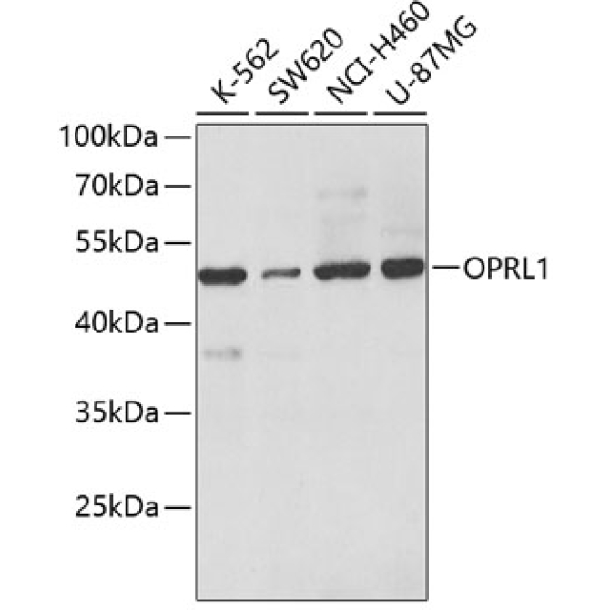OPRL1 Rabbit Polyclonal Antibody