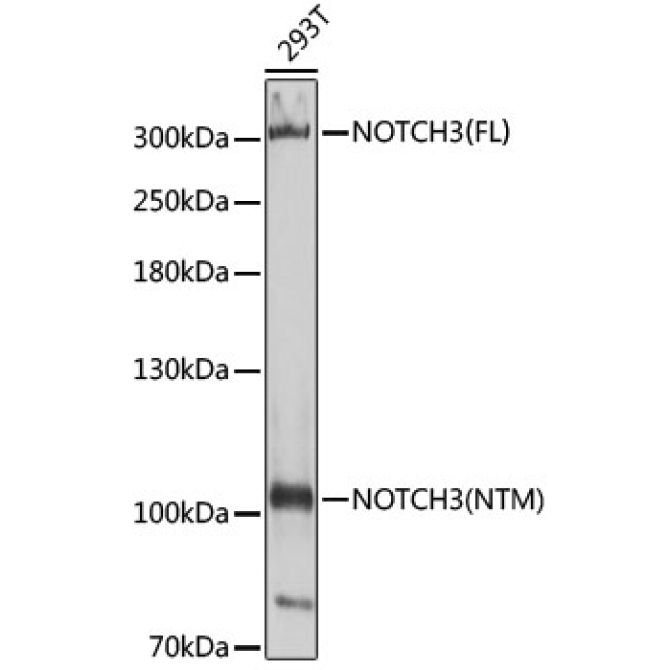 NOTCH3 Rabbit Polyclonal Antibody