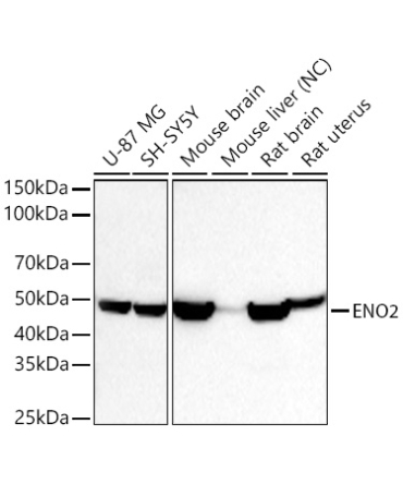 ENO2 Rabbit Polyclonal Antibody